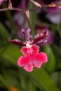 a dancing lady orchid Oncidium